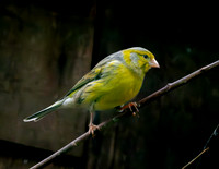 Spanish Timbrado canary