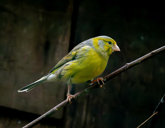Spanish Timbrado canary