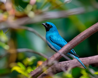 Swallow tanager