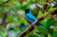 Swallow tanager