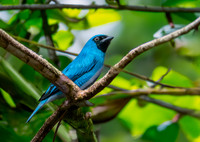 Swallow tanager