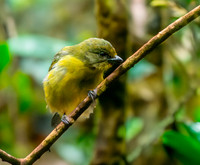 Thick billed euphonia, female