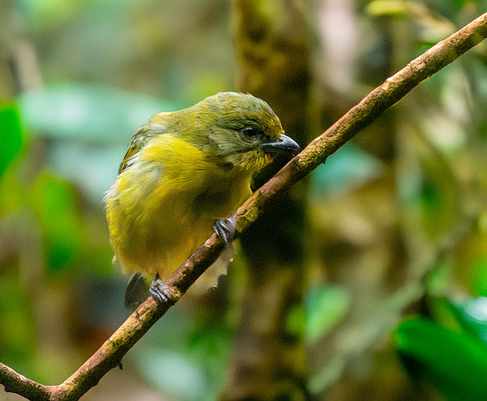 Thick billed euphonia, female