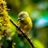 Thick billed euphonia