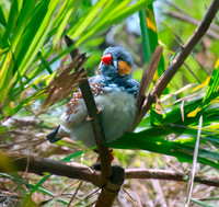 Zebra finch – Timor