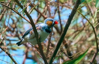 Zebra finch – Timor