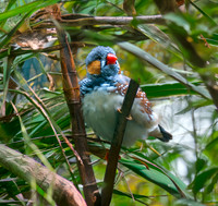 Zebra finch – Timor