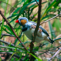 Zebra finch – Timor