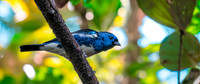 Turquoise tanager
