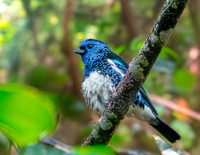 Turquoise tanager
