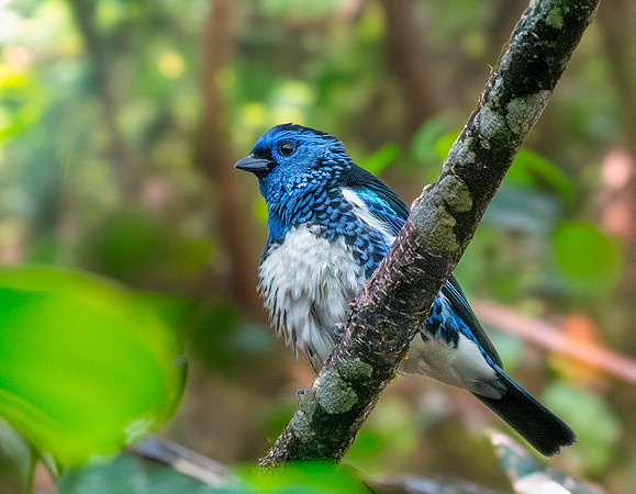 Turquoise tanager