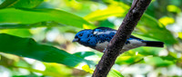 Turquoise tanager