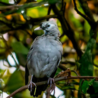 Wattled starling, non- breeding