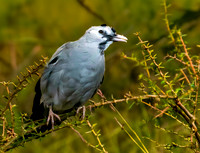 Wattled starling, non- breeding