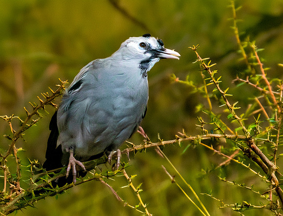 Wattled starling, non- breeding