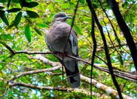 West Peruvian dove