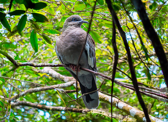 West Peruvian dove