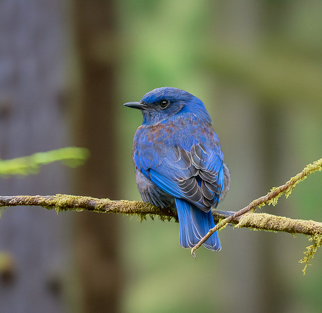 Western bluebird