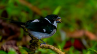 Wing barred seedeater