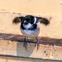 Wing barred seedeater