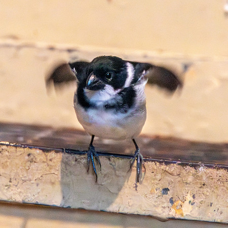 Wing barred seedeater