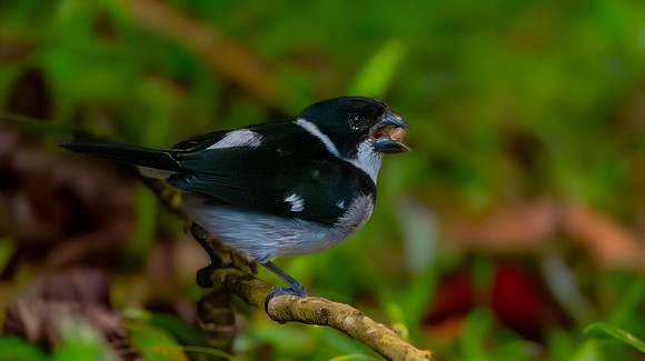 Wing barred seedeater