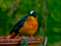 White crowned robin chat