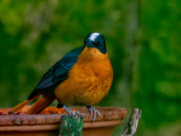 White crowned robin chat