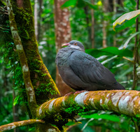 White throated / metallic pigeon