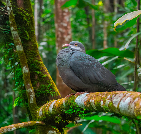 White throated / metallic pigeon