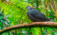White throated / metallic pigeon