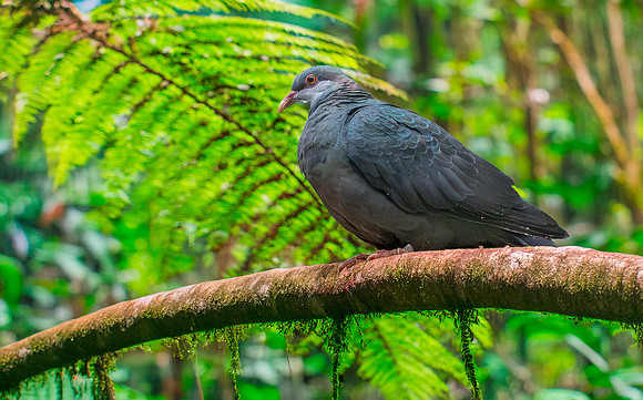 White throated / metallic pigeon