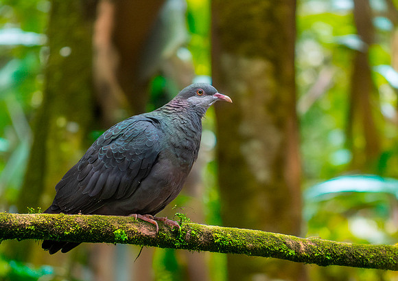 White throated / metallic pigeon