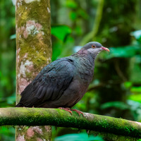 White throated / metallic pigeon