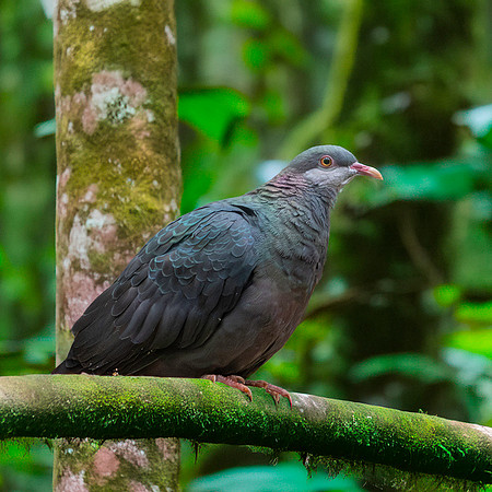 White throated / metallic pigeon