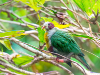 Yellow breasted fruit dove