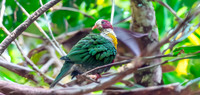 Yellow breasted fruit dove