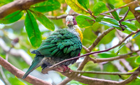 Yellow breasted fruit dove