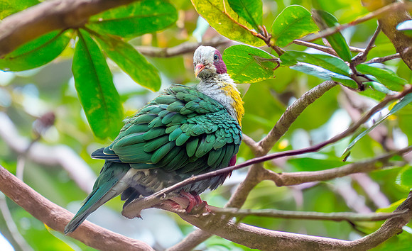 Yellow breasted fruit dove