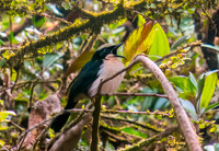Yellow crowned gonolek