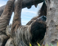 Two toed sloth (Linnaeus)