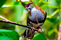 Superb fruit dove, male
