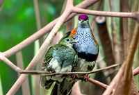 Superb fruit dove, male and female