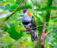 Superb fruit dove, male