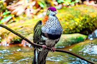 Superb fruit dove, male