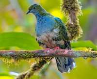 Superb fruit dove, female