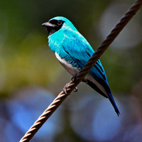 Swallow tanager