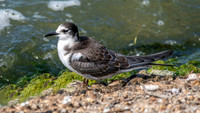 Black tern