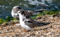 Black tern