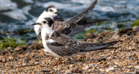 Black tern